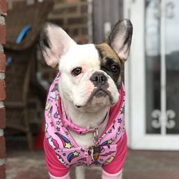 Adrian - French Bulldog