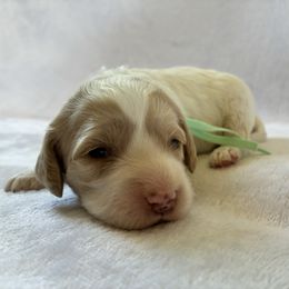 Friday - Buff and white female Cockapoo puppy in Adrian, Oregon from ApplebyFarm
