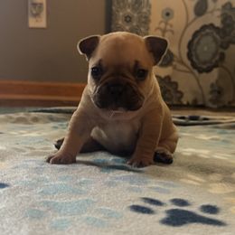 French Bulldog Puppies from Frenchie Kingdom