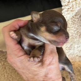 Cruz - Chocolate and white male Chihuahua puppy in Menifee, California from Lane’s Little Long Coats