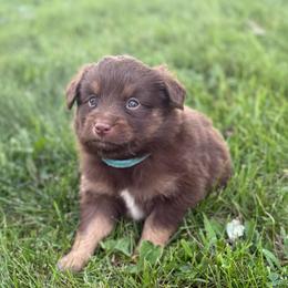 Mesa - Red tri female Miniature Australian Shepherd puppy in New London, Minnesota from Broken T Australian Shepherds