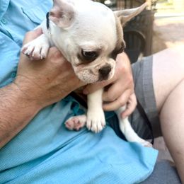 French Bulldog Puppies from Southern Mississippi Frenchies