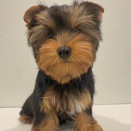Patriot - Pasha - Black and tan male Yorkshire Terrier puppy in Los Angeles, California from 818 Yorkies