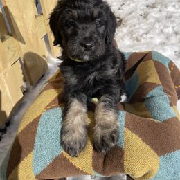 Bernedoodle Puppies from Paws of the Vineyard