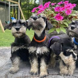 Miniature Schnauzers from Ali’s Black Diamond Miniature Schnauzers