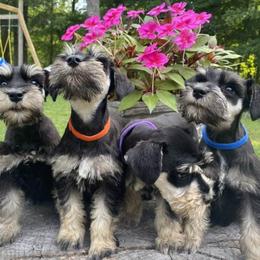 Miniature Schnauzers from Ali’s Black Diamond Miniature Schnauzers