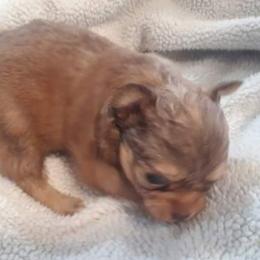 Chihuahua Puppies from B&D Chihuahuas
