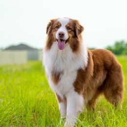Australian Shepherds from Top Draft Genetics