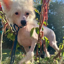 Boy 3 - Chinese Crested puppy from Halcyon Chinese Cresteds