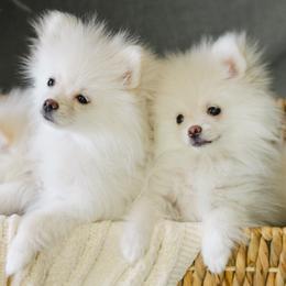 Pomeranian puppies from Pomeranian Puppies