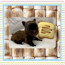 Xolo - Tan male Yorkshire Terrier puppy in Annandale, Virginia from Artisan Yorkies LLC