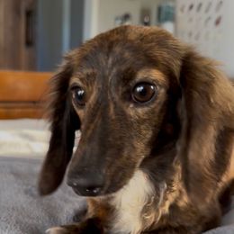 Chloe - Dachshund