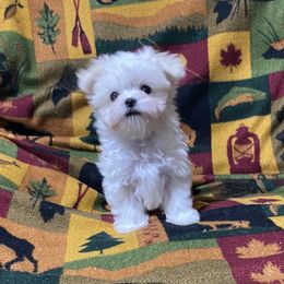 Maltese Puppies from Euphoria Maltese
