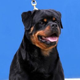 Aika - Rottweiler