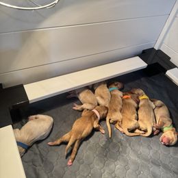 Golden Retriever Puppies from Pura Vida Golden Retrievers