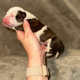 Girl 1 - Brindle and white female Bull Terrier puppy in Trussville, Alabama from Alabama Bull Terriers