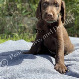 Goldendoodle and Labradoodle Puppies from Peace, Love, and Doodles