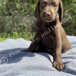 Goldendoodle and Labradoodle Puppies from Peace, Love, and Doodles