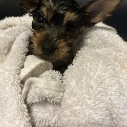 Yorkshire Terrier Puppies from Yorkies in Orange Park