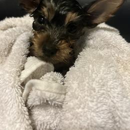 Yorkshire Terrier Puppies from Yorkies in Orange Park