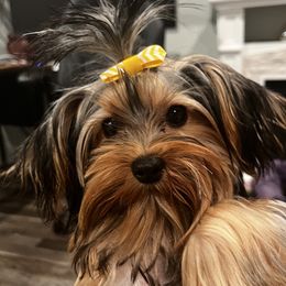Yorkshire Terrier puppies from Pooch Perfect Puppies