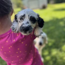 Travis - White and black male Dalmatian puppy in Lincolnton, Georgia from The Golden Spot