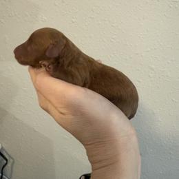 Ginger - Red  female Poodle puppy in Poth, Texas from Casa de Curls
