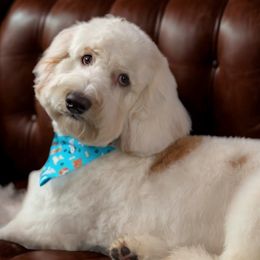 Nuke - Australian Labradoodle