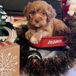 St Nick - Red male Cockapoo puppy in Connersville, Indiana from MoonShine Babies