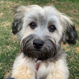 Havanese Puppies from Homefull of Havanese