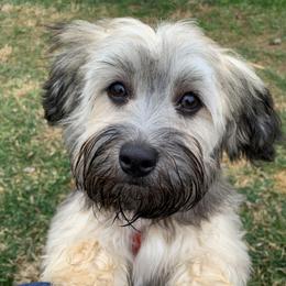 Havanese Puppies from Homefull of Havanese