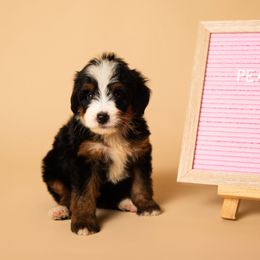 Peaches - Tri-color female Bernedoodle puppy in Ashland, Kentucky from Still Waters Farm