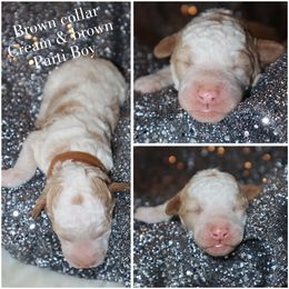 Parti brown white - Cream male Whoodle puppy in Smallett, Missouri from Leshas Whoodles