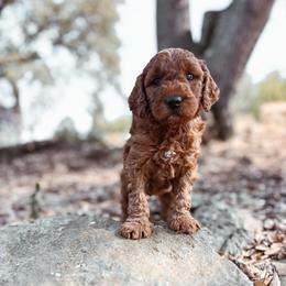 Brick - Red  male Goldendoodle puppy in Shingle Springs, California from Kindred Oak Goldendoodles