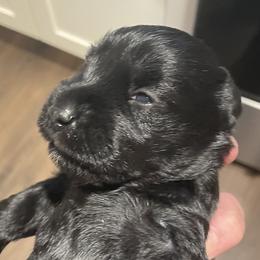 Miniature Schnauzer Puppies from Pam's Schnauzers