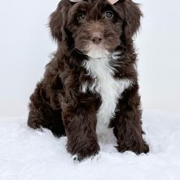 Keeley - female Golden Mountain Doodle puppy in Fleming, Colorado from Vandenbark Doodles