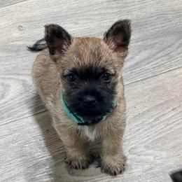 Blue boy - Wheaten male Cairn Terrier puppy in Shell Knob, Missouri from Stoneridge Kennel