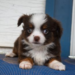 Waffle - Red tri female Toy Australian Shepherd puppy in Lubbock, Texas from Texas Bluebonnet Herders