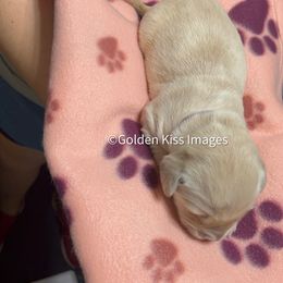 Golden Retriever Puppies from Golden Kiss Retrievers