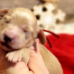 Boy 2 - Dachshund puppy from Brown's Valley Dachshunds