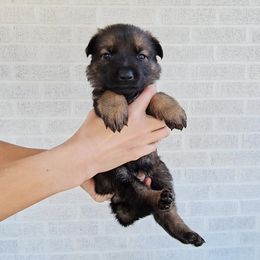 Tippi Hedren - Sable female German Shepherd puppy in Winston Salem, North Carolina from Samtastic Shepherds