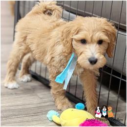 Savannah - OFA.Genetics.2 Yr Wnty. - Apricot female Goldendoodle puppy in Jeddo, Michigan from Apple Creek Doodles