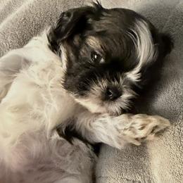 G1 - Black and white female Shih Tzu puppy in Victorville, California from Precioustzus