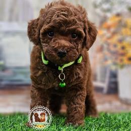 Bellagio - Red  male Poodle puppy in Salem, Missouri from Meadowbrook Poodles