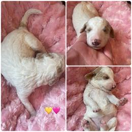 Apricot parti female - Yellow and white female Bernedoodle puppy in Clarksville, Iowa from Iowa Heartland Doodles