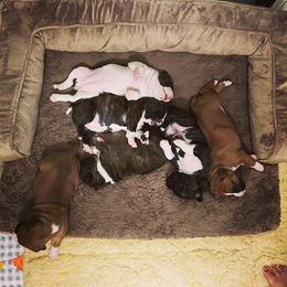 American Foxhound and American Staffordshire Terrier Puppies from Whitlow Kennel