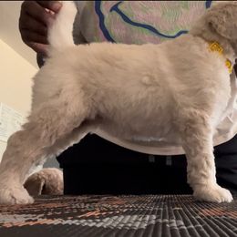 Poodle Puppies from Tyler Family Poodles