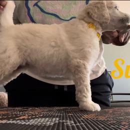 Poodle Puppies from Tyler Family Poodles