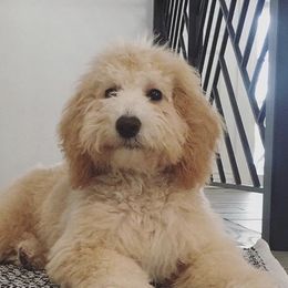 Monroe - Goldendoodle