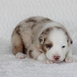 Wyndham - Red merle female Australian Shepherd puppy in Circleville, Utah from Canyon Creek Aussies